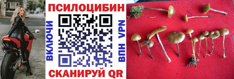 хочу наркоту  Сланцы  Галлюциногенные грибы прущие грибы 